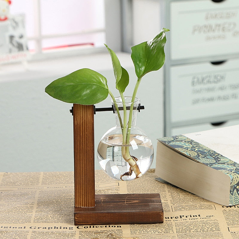 Clear Hydroponic Vases - Living Art Rooted in Style