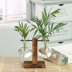 Clear Hydroponic Vases - Showcase Living Art Rooted in Style