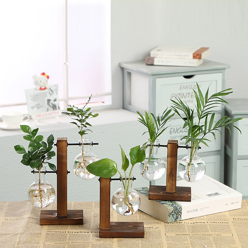 Clear Hydroponic Vases - Showcase Living Art Rooted in Style